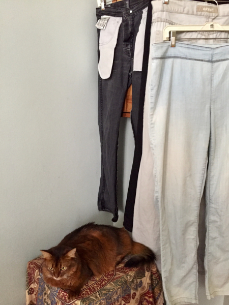 Кошки в нашей жизни. Кошки и все, что с ними связано.