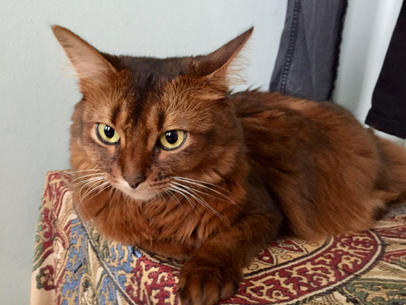 Кошки в нашей жизни. Кошки и все, что с ними связано.