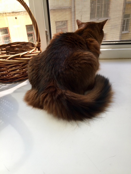 Кошки в нашей жизни. Кошки и все, что с ними связано.