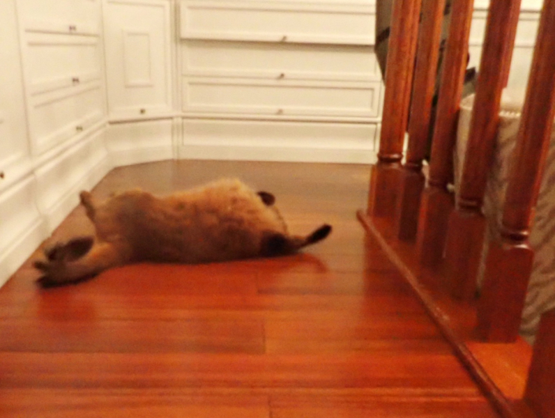 Кошки в нашей жизни. Кошки и все, что с ними связано.