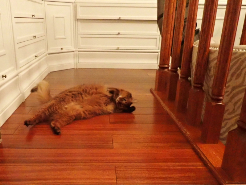 Кошки в нашей жизни. Кошки и все, что с ними связано.