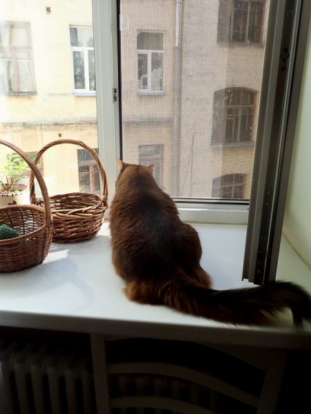 Кошки в нашей жизни. Кошки и все, что с ними связано.