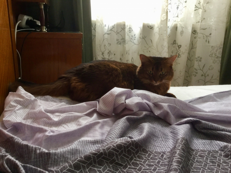 Кошки в нашей жизни. Кошки и все, что с ними связано.