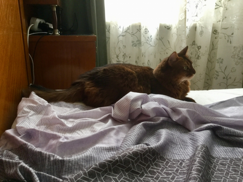 Кошки в нашей жизни. Кошки и все, что с ними связано.