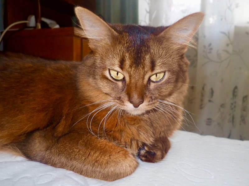 Кошки в нашей жизни. Кошки и все, что с ними связано.