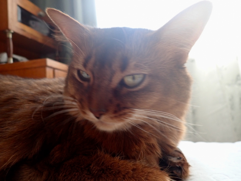 Кошки в нашей жизни. Кошки и все, что с ними связано.