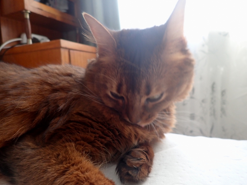 Кошки в нашей жизни. Кошки и все, что с ними связано.