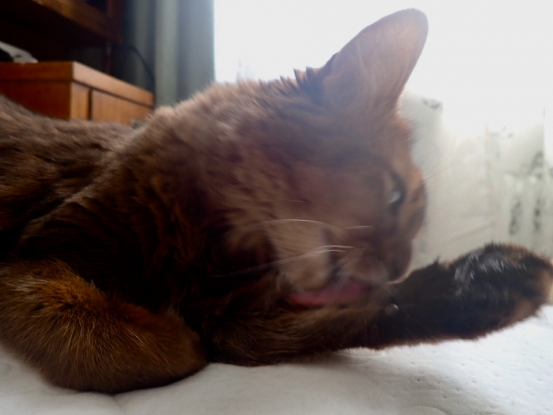 Кошки в нашей жизни. Кошки и все, что с ними связано.