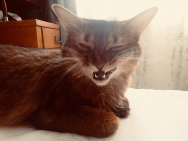 Кошки в нашей жизни. Кошки и все, что с ними связано.