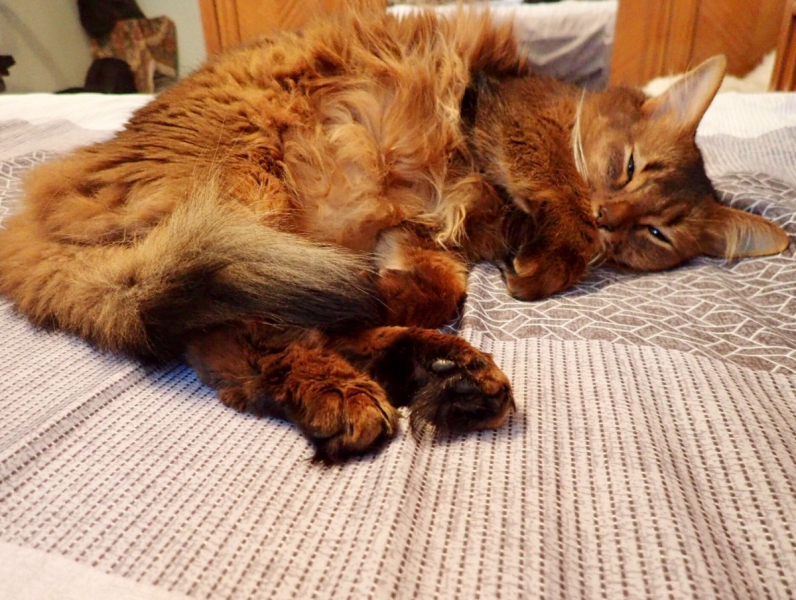 Кошки в нашей жизни. Кошки и все, что с ними связано.