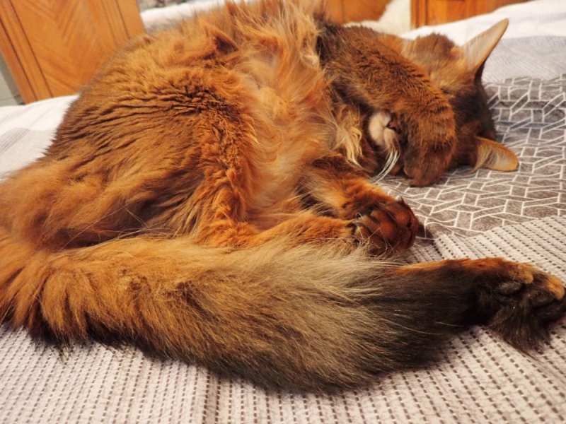 Кошки в нашей жизни. Кошки и все, что с ними связано.