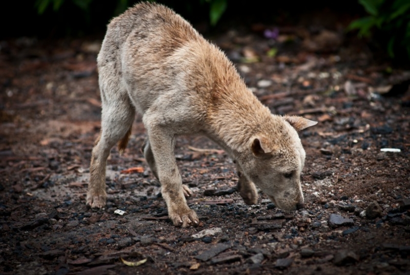 Бали (сёрф) - НГ2011 - Ломбок (треккенг на вулкан) - Гили