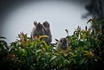 Бали (сёрф) - НГ2011 - Ломбок (треккенг на вулкан) - Гили