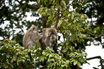 Бали (сёрф) - НГ2011 - Ломбок (треккенг на вулкан) - Гили