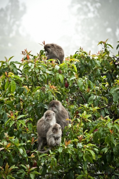 Бали (сёрф) - НГ2011 - Ломбок (треккенг на вулкан) - Гили