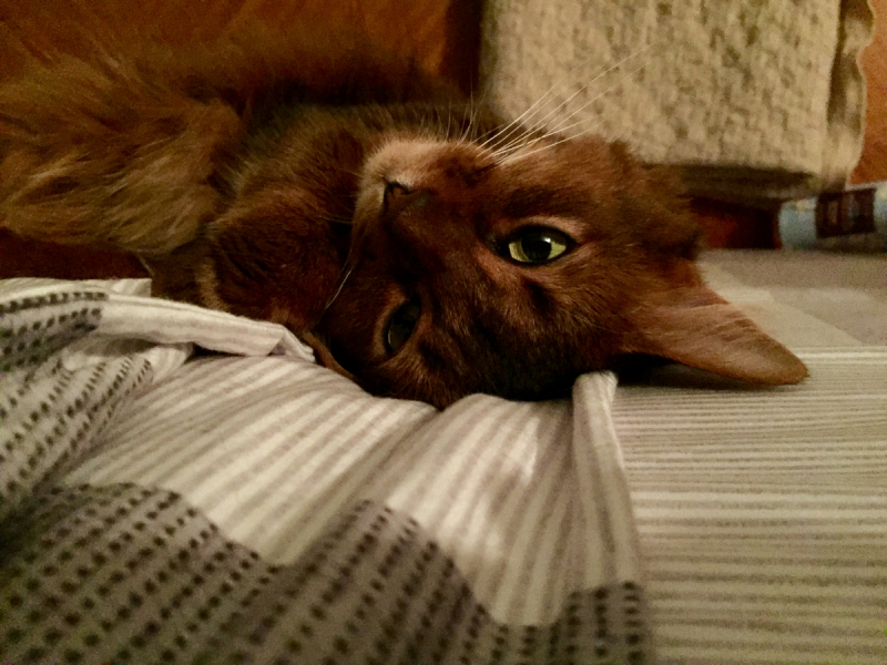 Кошки в нашей жизни. Кошки и все, что с ними связано.