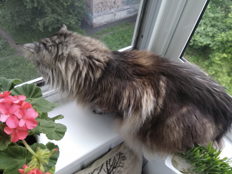 Кошки в нашей жизни. Кошки и все, что с ними связано.