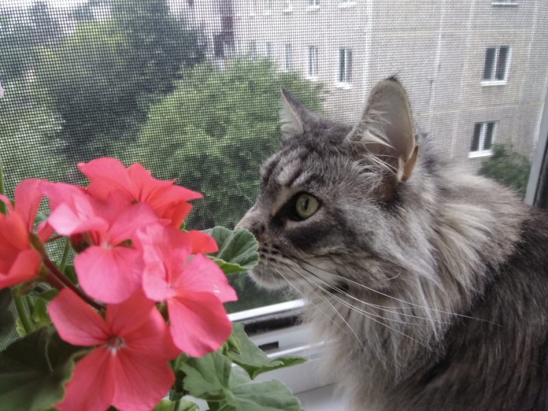 Кошки в нашей жизни. Кошки и все, что с ними связано.