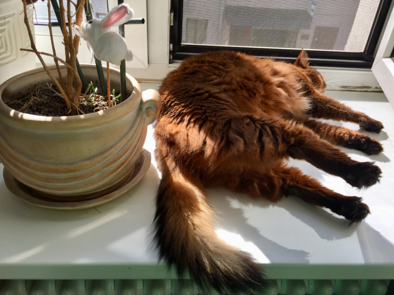 Кошки в нашей жизни. Кошки и все, что с ними связано.