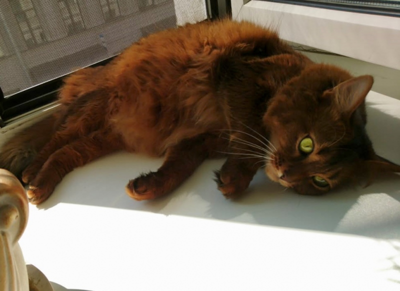 Кошки в нашей жизни. Кошки и все, что с ними связано.