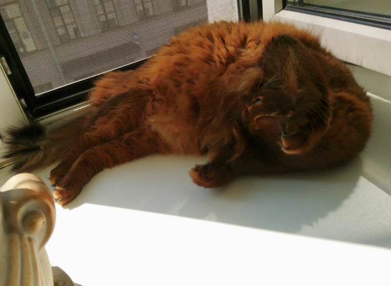 Кошки в нашей жизни. Кошки и все, что с ними связано.