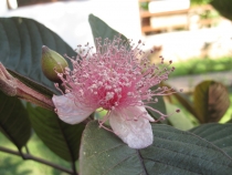 Балийские церемонии