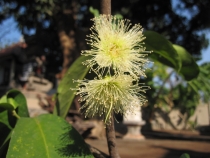 Балийские церемонии