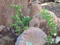 Балийские церемонии