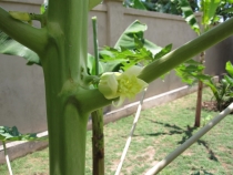 Балийские церемонии