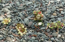 Балийские церемонии