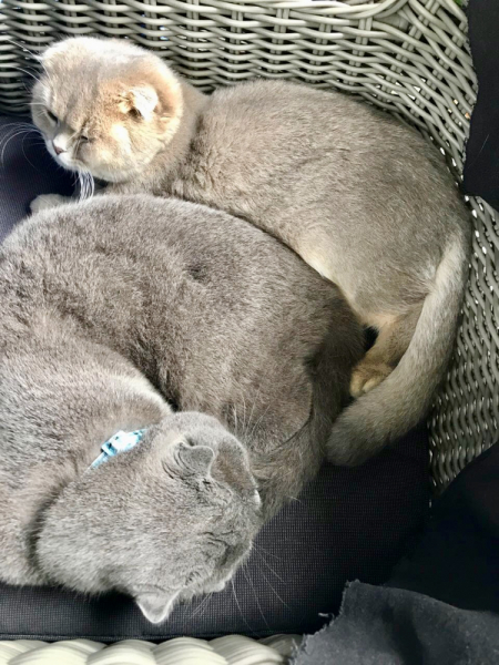 Кошки в нашей жизни. Кошки и все, что с ними связано.