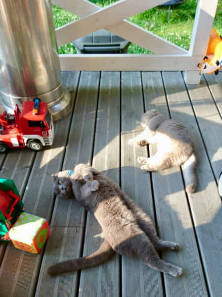 Кошки в нашей жизни. Кошки и все, что с ними связано.