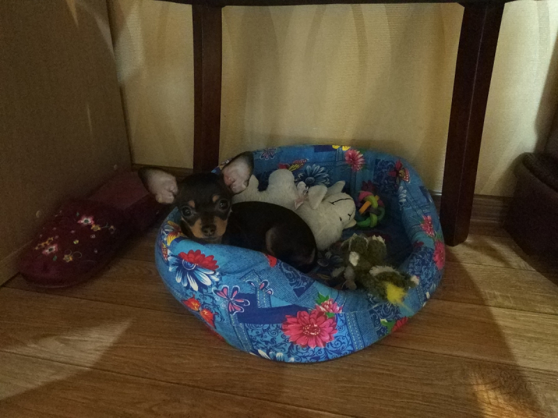 Кошки в нашей жизни. Кошки и все, что с ними связано.