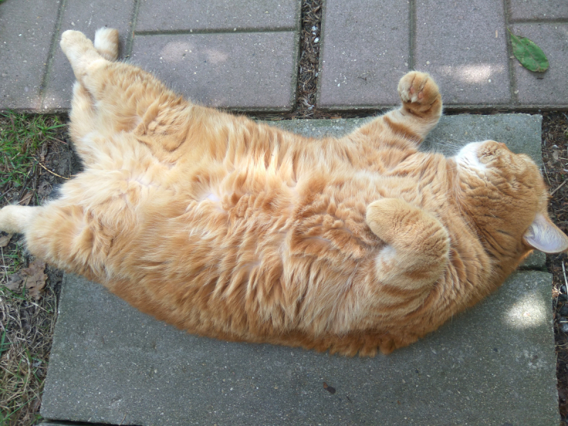 Кошки в нашей жизни. Кошки и все, что с ними связано.