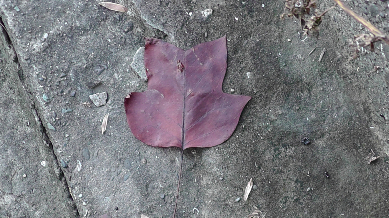 Тбилиси,  Боржоми, Кутаиси, Батуми в  ноябре 16го