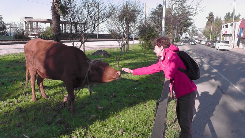 Тбилиси,  Боржоми, Кутаиси, Батуми в  ноябре 16го
