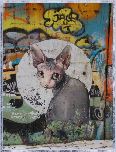 Кошки в нашей жизни. Кошки и все, что с ними связано.