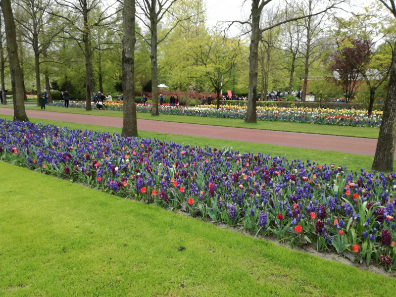 Весна 2017. Цветочная Голландия: Амстердам, Зандам, Харлем, парк Кёкенхоф, Пюрмеренд, Волендам.