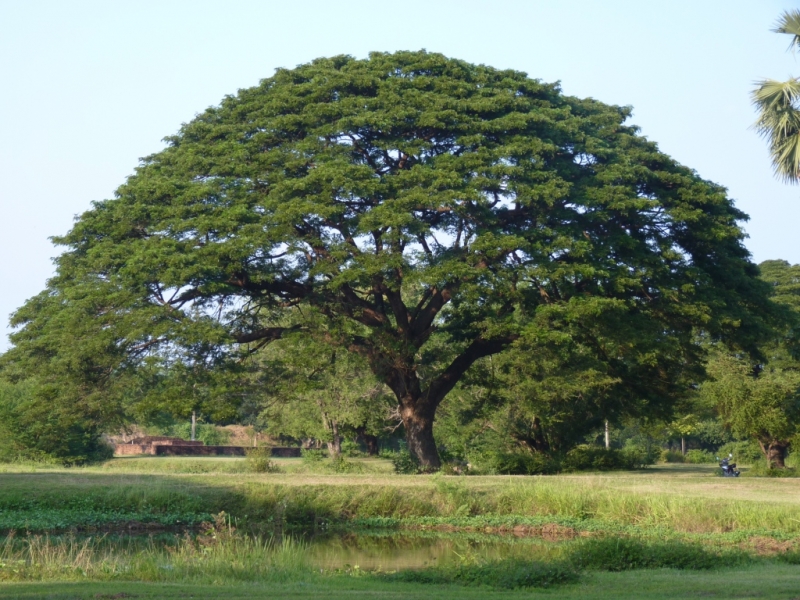 С Севера на Юг Сукхотай-Чианг Май- Пхукет-Краби