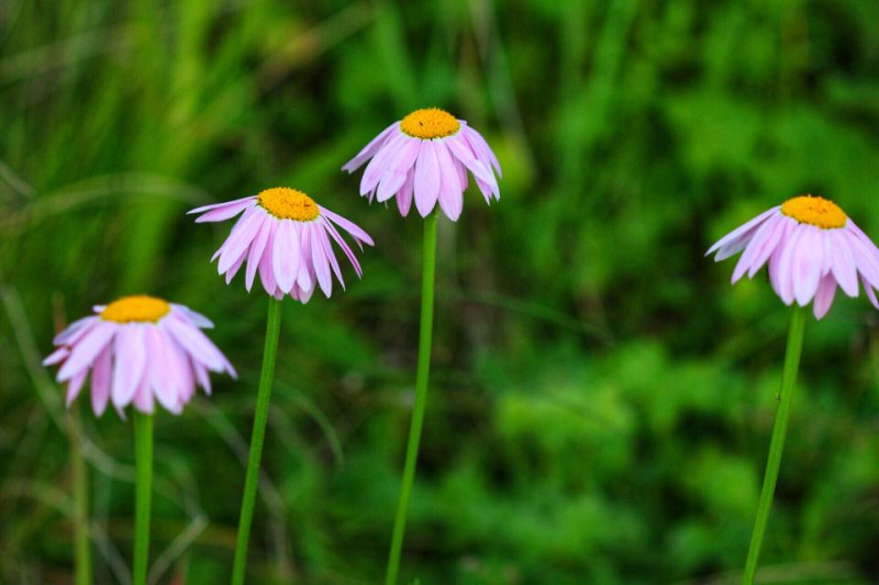 Автостопом из Чечни в Дагестан