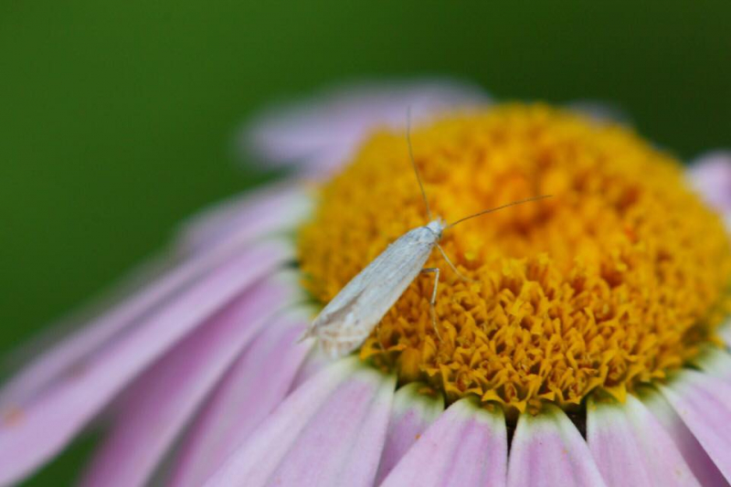 Автостопом из Чечни в Дагестан