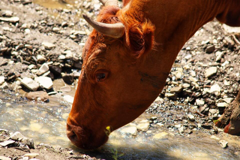 Автостопом из Чечни в Дагестан