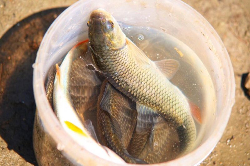 Автостопом из Чечни в Дагестан