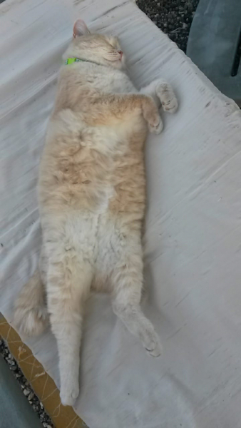 Кошки в нашей жизни. Кошки и все, что с ними связано.