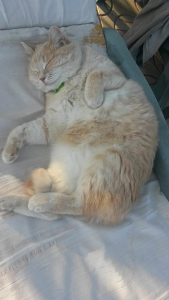 Кошки в нашей жизни. Кошки и все, что с ними связано.