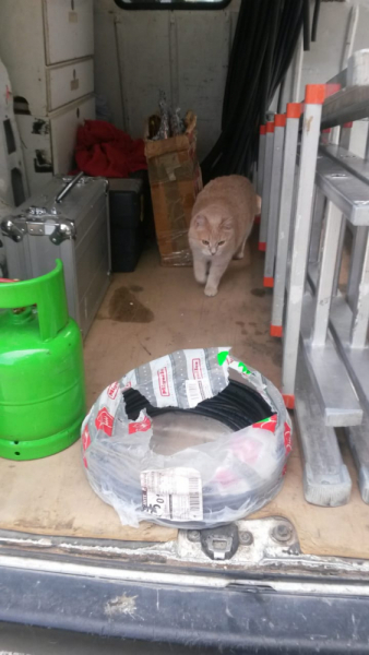 Кошки в нашей жизни. Кошки и все, что с ними связано.