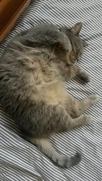 Кошки в нашей жизни. Кошки и все, что с ними связано.