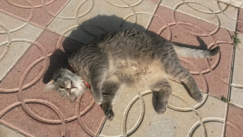 Кошки в нашей жизни. Кошки и все, что с ними связано.