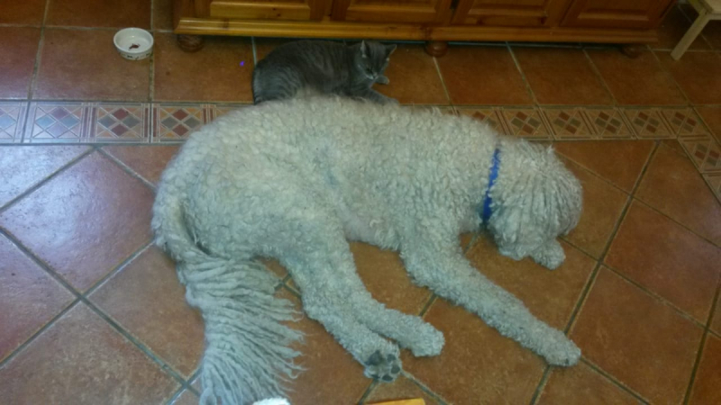 Кошки в нашей жизни. Кошки и все, что с ними связано.