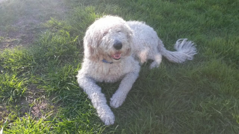 Кошки в нашей жизни. Кошки и все, что с ними связано.